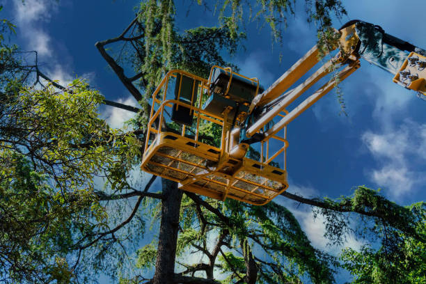 Best Tree Risk Assessment  in Wilmer, TX